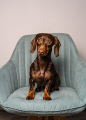 Dachshund sitting comfortably on cozy armchair home, looking relaxed and content. 