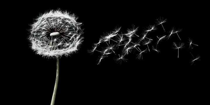 A dandelion seed head blowing in the wind