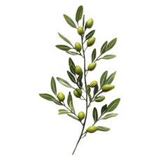 Obraz premium Olive Branch Clipart: Free Download