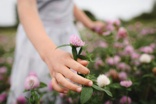 Girl's hands with clover flowers