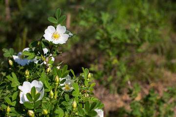 White Rose hip flower on the green background
