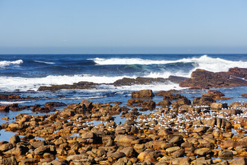 The rocky shore with a large flock of sea gulls of Cape Agulhas, where the Indian and Atlantic Oceans meet, is a cape in South Africa, the southernmost point of Africa.