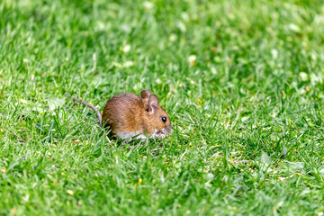 Opportunist wood mouse, apodemus sylvaticus, scavenges for bird seed dropped from a feeder to the lawn below. Hampshire, UK. Space for your text.
