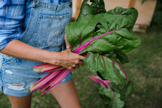 Blond woman harvesting mangold