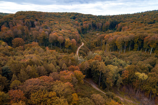 Austria, Lower Austria, Aerial view of winding gravel road through vast autumn forest