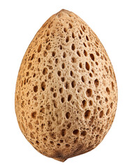 Isolated Textured Almond Shell Close-Up