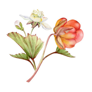 recommend clip art: Cloudberry raspberry white flowers, hand drawn in watercolor, Scandinavian red ripe forest berry on stems. Boutonniere isolated botanical illustration. Restaurant, dessert cafe menu, farmers market