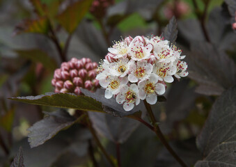 Inflorescences and leaves of common ninebark