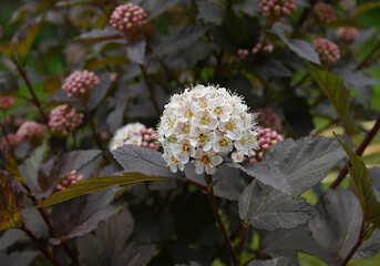 Inflorescences and leaves of common ninebark