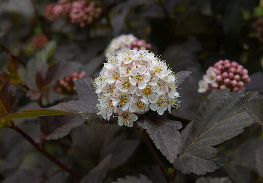 Inflorescences and leaves of common ninebark