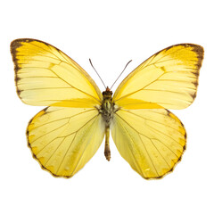 Yellow butterfly Isolated Trasnparent Background, Png Isolated, Trasnparent Background