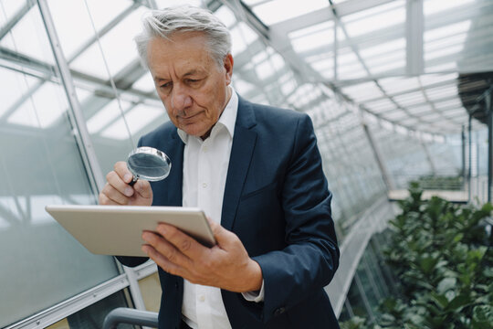 Senior businessman with magnifying glass reading tablet in office