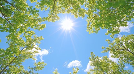 Obraz premium Bright Sunlight Through Lush Green Tree Leaves Against a Blue Sky