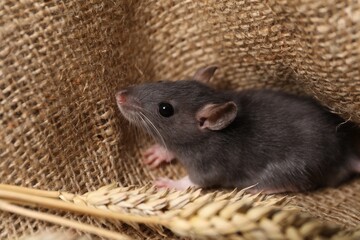 Grey rat with spikes on burlap fabric. Pest control