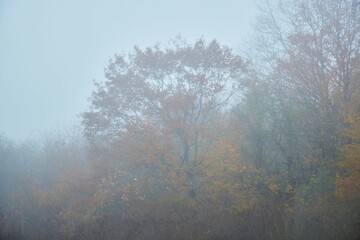 Trees in the fog. Atmospheric phenomenon