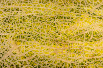 part of the peel of eco melon green after harvest