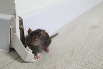 Rat on floor near chewed baseboard indoors, space for text. Pest control