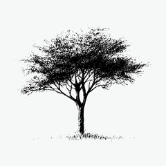 vector of a acacia  tree on a white background

