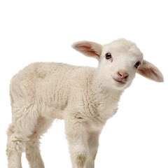 Fototapeta premium Portrait of a cute baby lamb Isolated Trasnparent Background, Png Isolated, Trasnparent Background