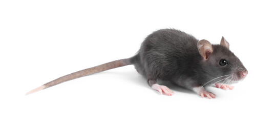 Little rat on white background. Cute pet