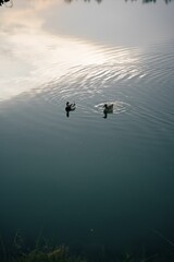 Ducks swimming on a tranquil lake