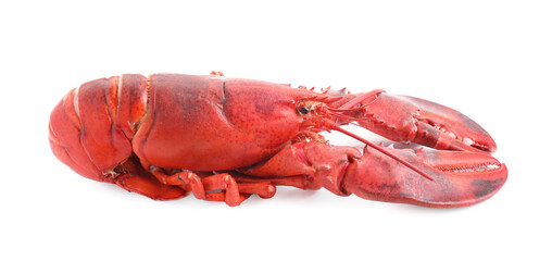 One tasty boiled lobster isolated on white
