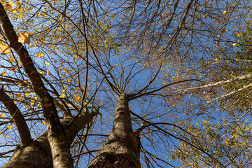 the last yellow foliage of the linden tree on the branches