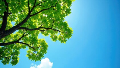 Fototapeta premium verdant tree branches stretch towards the clear blue sky, scenery, nature, foliage