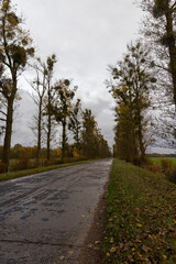 in the autumn season with trees and a concrete road, the asphalt layer of which is collapsing