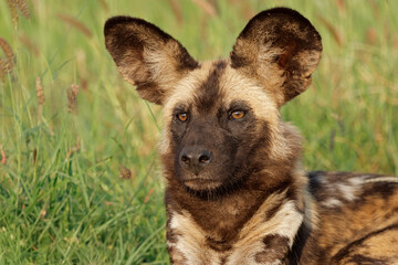 Portrait of an African wild dog or painted hunting dog (Lycaon pictus), Madikwe game reserve, South Africa.