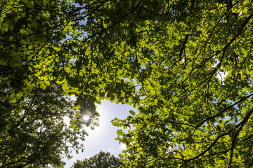a park with lots of maple trees with green foliage in late summer