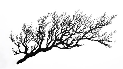 Obraz premium Coral Reef Ecosystem