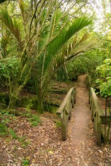 Wooden Bridge on a Trail Along the Labyrinth Rocks – Scenic Nature Pathway in New Zealand