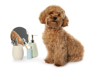 Cute fluffy dog, grooming tools and cosmetic products on white background