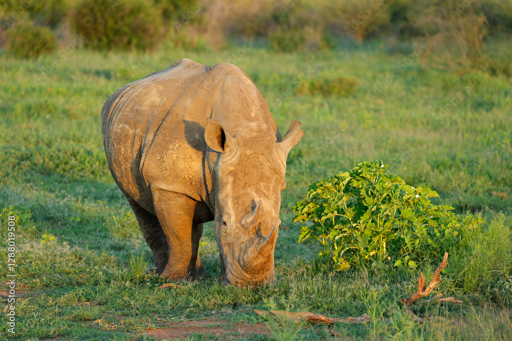 Wall mural endangered white rhinoceros (ceratotherium simum) in lush green natural habitat, south africa.
