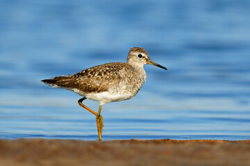 A small wood sandpiper (Tringa glareola) in shallow water, Chobe National Park, Botswana.
