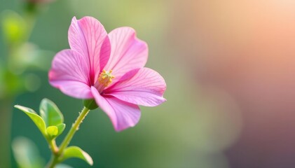 Obraz premium Marshmallow Althaea officinalis flower in isolation, plant, blossoms, floral