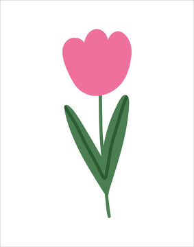 Fototapeta Trendy spring flower doodle style. Flat simple childish pink tulip for card, print, banner, poster, template. Cartoon illustration for children. Hand drawn illustration isolated on white background.