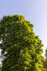 a park with lots of maple trees with green foliage in late summer