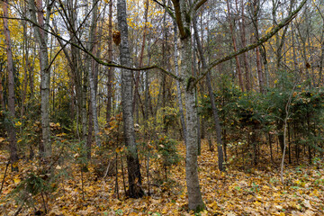 the last foliage on trees in a mixed forest in the autumn season