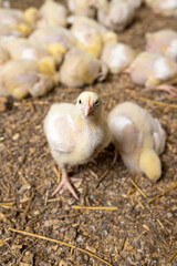 small chickens in down and feathers during cultivation at a poultry farm