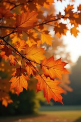 Fototapeta premium Brown and golden oak leaves rustle in the breeze, golden, colorado