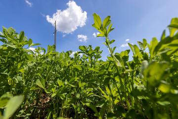 green vegetation in the field for feeding cows and farm animals