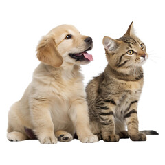 Obraz premium Golden retriever puppy and tabby cat sitting together isolated transparent, Isolated Trasnparent Background, Png Isolated, Trasnparent Background