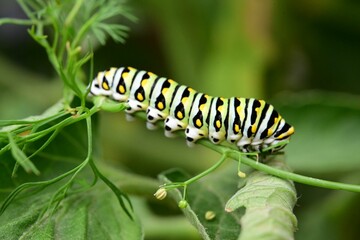 Vibrant caterpillar on a green plant