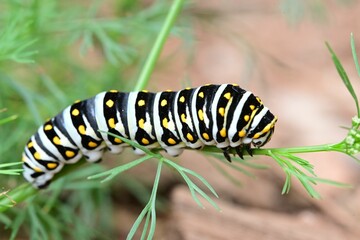 Vibrant caterpillar on a green plant