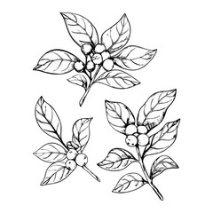 Ashwagandha sketch drawing. Ayurvedic healing plant. Hand drawn vector illustration in sketch style.