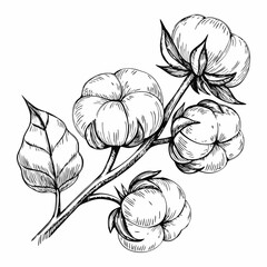 Elegant sketch-style illustration of cotton branches with detailed line art. Perfect for botanical designs, textiles, packaging, labels, and rustic or organic-themed projects.