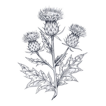 Hand-drawn sketch of milk thistle in intricate line art. Perfect for botanical illustrations, herbal products, wellness packaging, labels, and nature-themed designs.