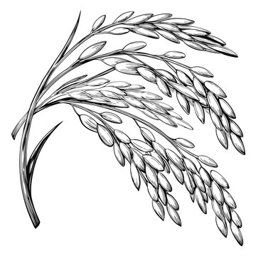 Hand-drawn sketch of rice stalks in a detailed line art style. Perfect for agricultural, food-related designs, packaging, labels, and nature-inspired projects.